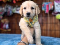 Her eve uygun golden retriever bebekler