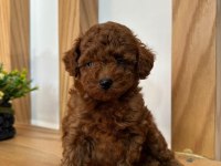 TÜY DÖKMEYEN ORJİNAL TOY POODLE