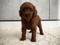 Sağlık Garantili Toy Poodle Yavrularımız