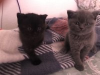 Scottish fold yavrular