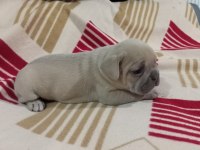 Egzotic Fransız bulldog
