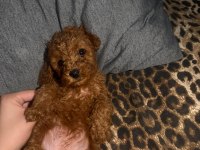 50 Günlük Poodle Bebeklerim