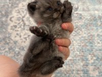 Yuva arayan sevimli british shorthair yavrularımız