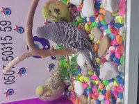 30 35 günlük bebek muhabbet kuşu yavruları
