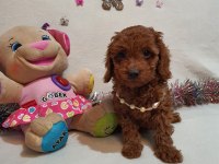 Irk ve sağlık garantili anne altından poodle yavrular