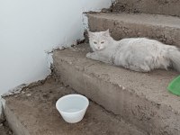 BRİTİSH LONGHAİR DİŞİ KEDİMİZ