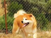 Safkan Soykütük Sertifika Belgeli Japon Akita Yavrular