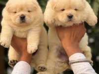 CHOW CHOW YAVRULAR PAMUK GİBİ