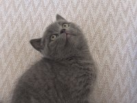 Kalan son british shorthair yavrumuz yuvasına gitmeye hazır
