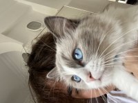 Çiftleştirme safkan dişi ragdoll