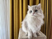 Gri british longhair paşa