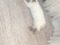 British shorthair pamuk