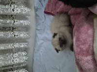 Kedimiz için açıklamayı okuyunuz