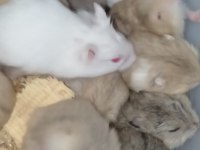 Hamster Gonzales ve Suriye