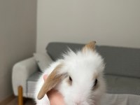 Lop teddy tavşan