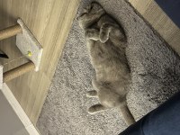 İki yaşındaki scottish fold oğlumuza ömürlük yuva arıyoruz