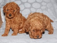 Toy poodle yavruları