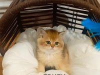 British Shorthair Mükemmelliği