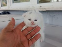 Cici ve asıl british yavrular