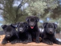 Muhteşem Alman Çoban Köpeği Yavrularımız