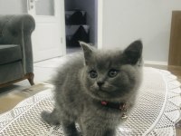 Ev kedisi british shorthair