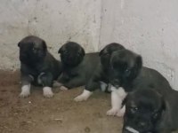 Gürün yavru köpekler