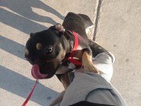 Sağlıklı aşıları tam 8 aylık french bulldog