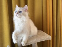 Maviş pamuk oğlan kedimiz