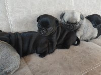KALİTELİ PUG MOPS YAVRULAR