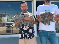 ORJİNAL IRK YAVRU KEDİLER MAĞAZAMIZDA CANLI GÖRÜN ANK 