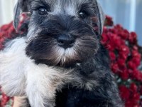 FCI şecereli Miniatute Schnauzer yavru köpekler