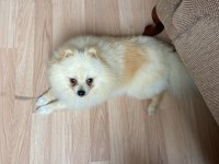5 aylık pomeranian boo