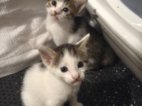KÖYDEN KURTARILAN BEBİŞ KEDİLERE ACİL YUVA ARIYORUZ