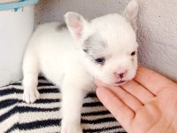 Fulffy, Oyuncu, Veteriner garantili french bulldog