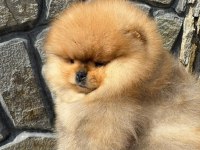 Mukemmel Kalite Teddy Bear Pomeranian Boo Yavrular