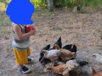 Horoz tavuk