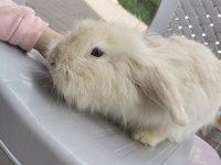 Lop Tavşanlar