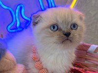 Scottish fold ayı bebekler safkan top kafalar