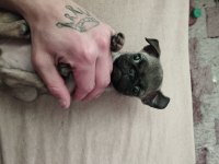 2 AYLIK DİŞİ PUG