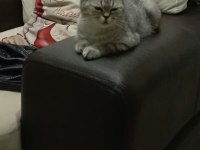 British shorthair dişi kedimiz