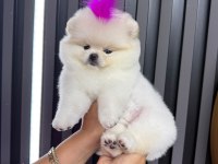 Orjinal Pomeranian Boo Ayı Surat 