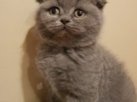 Veteriner kliniğinden safkan yavrular scottish fold