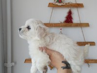 Aşılı maltese terrierler