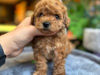 SAĞLIK VE IRK GARANTİLİ TOY POODLE