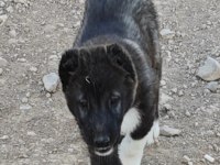 Karabaş Kangal