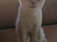 British shorthair yetişkin dişi