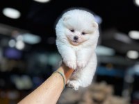 Pomeranian boo 60 günlük