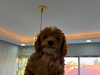 Poodle fotoğraftan çıktığım gün ailen olacağım diyor