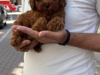 Sağlık Ve Irk Garantili Kore Poodle