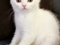 Cana yakın sakin british shorthair çocuğum